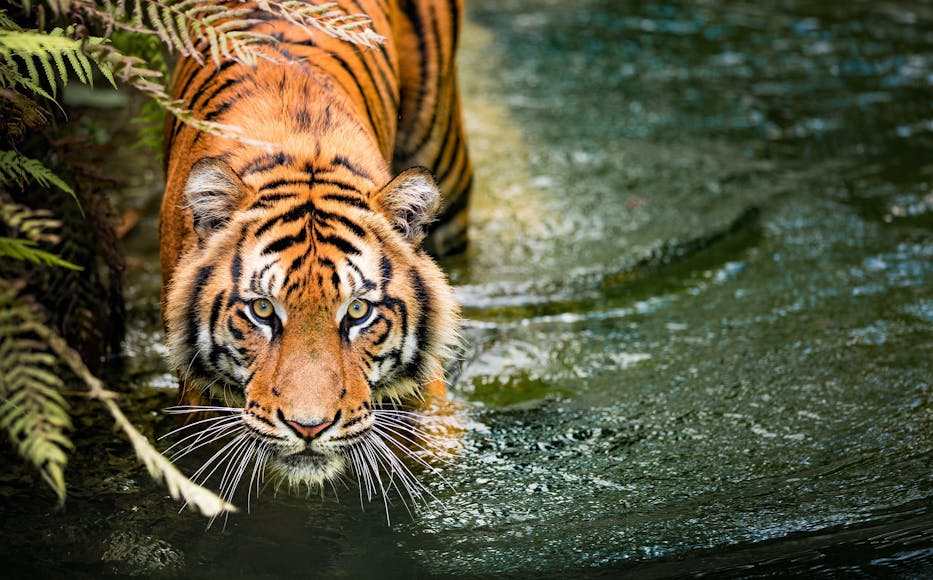 Tiger walking through water Tiger walking through water