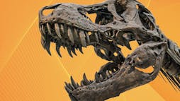 Dinosaur Fossil Dinosaur Fossil