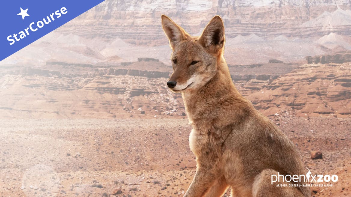 Coyote sitting in front of a desert background Coyote sitting in front of a desert background