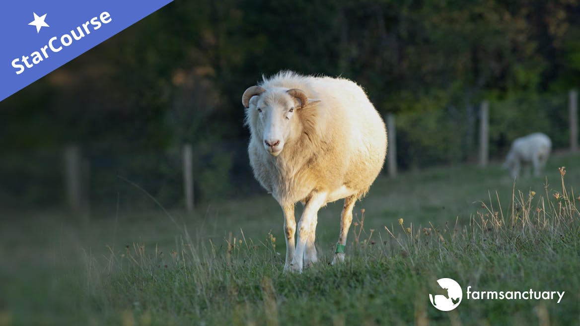 Ash, the sheep, in a field Ash, the sheep, in a field