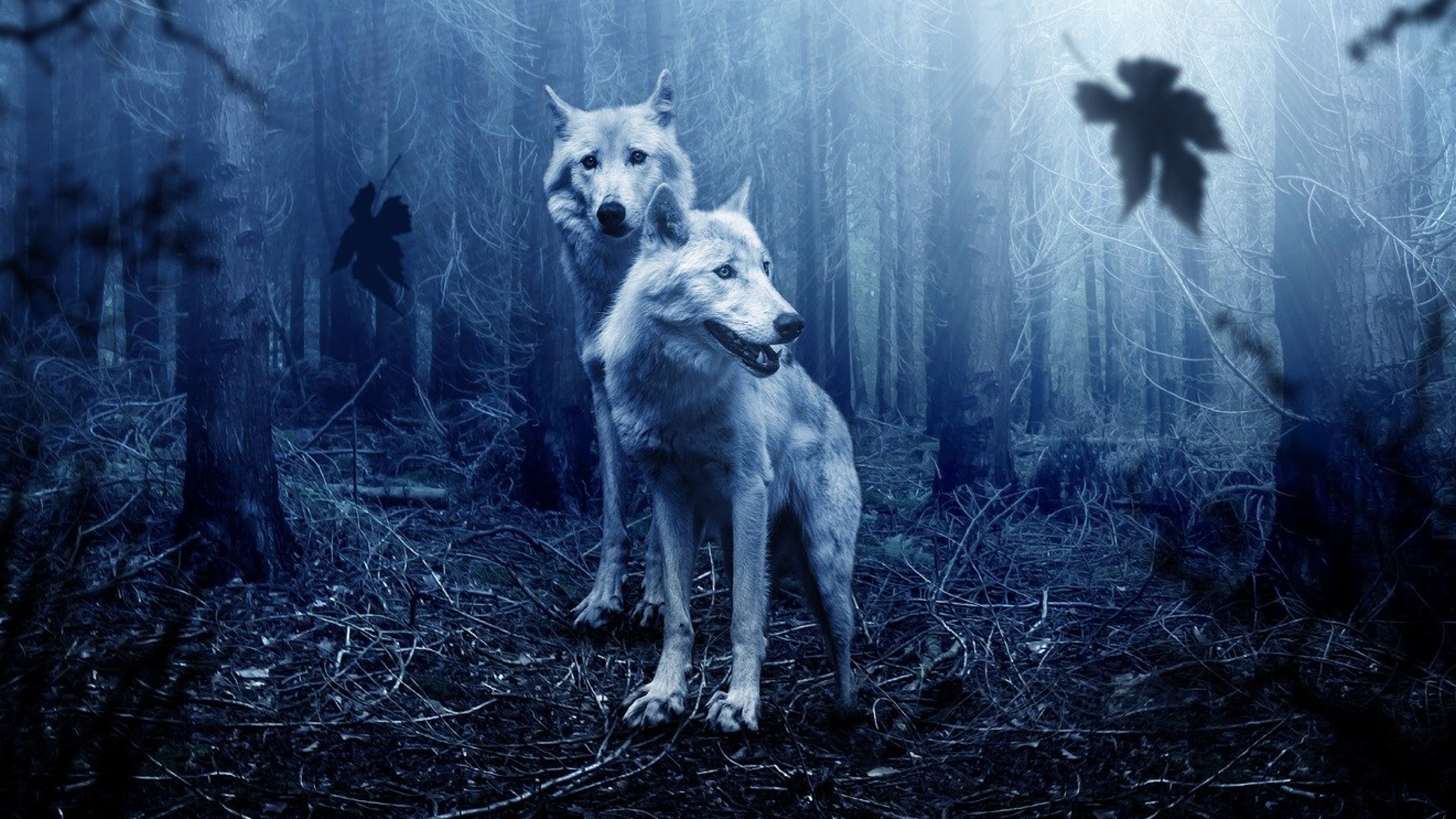 Image of two wolves in a dark forest