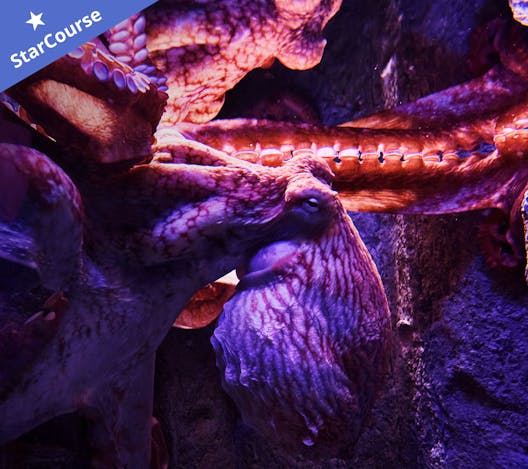 image of an octopus camouflaging image of an octopus camouflaging