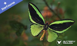 image of a Birdwing Butterfly image of a Birdwing Butterfly