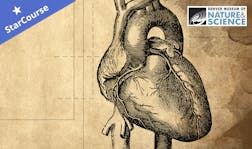 drawing of a heart drawing of a heart