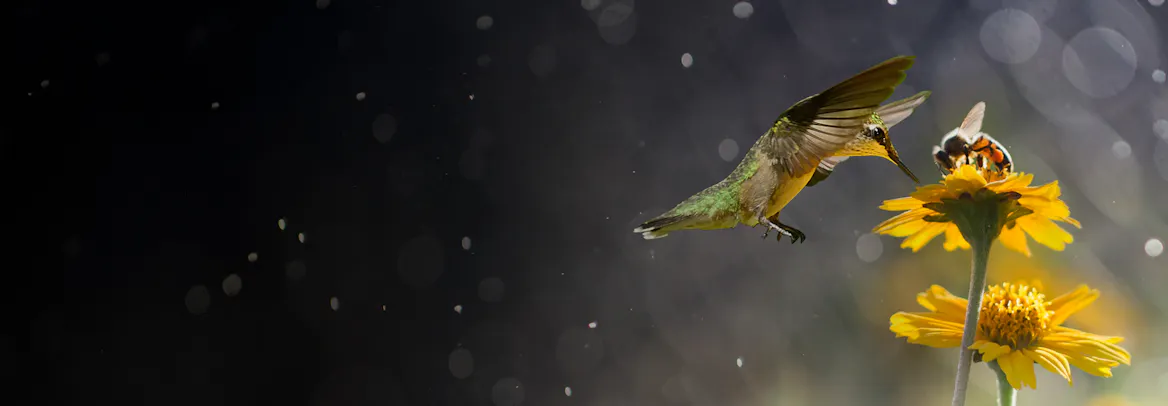 Celebrity classes by Varsity Tutors