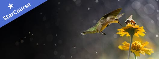 a humming bird and a bird on a flower a humming bird and a bird on a flower