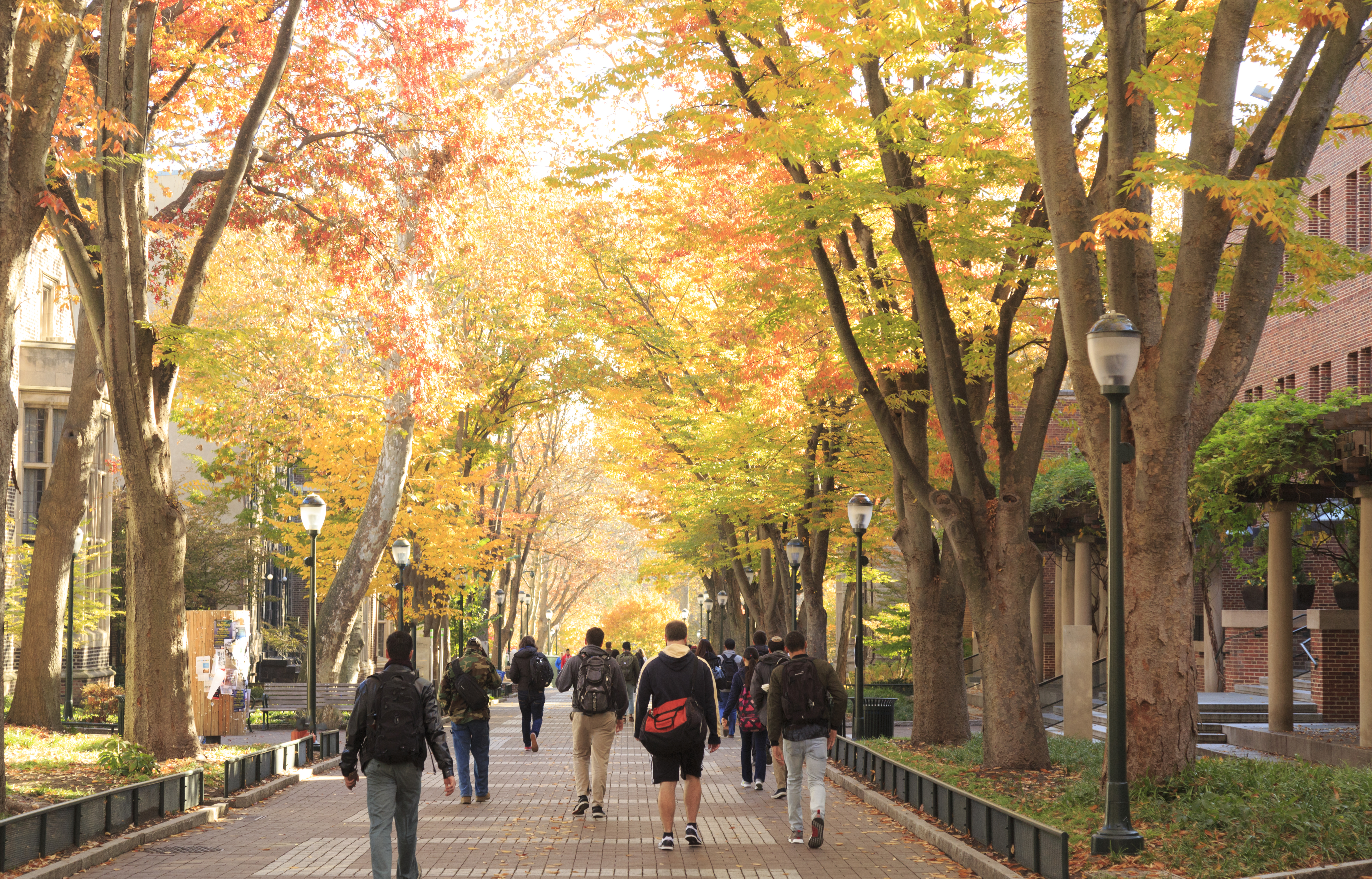 Students walk down a tree-lined avenue on campus