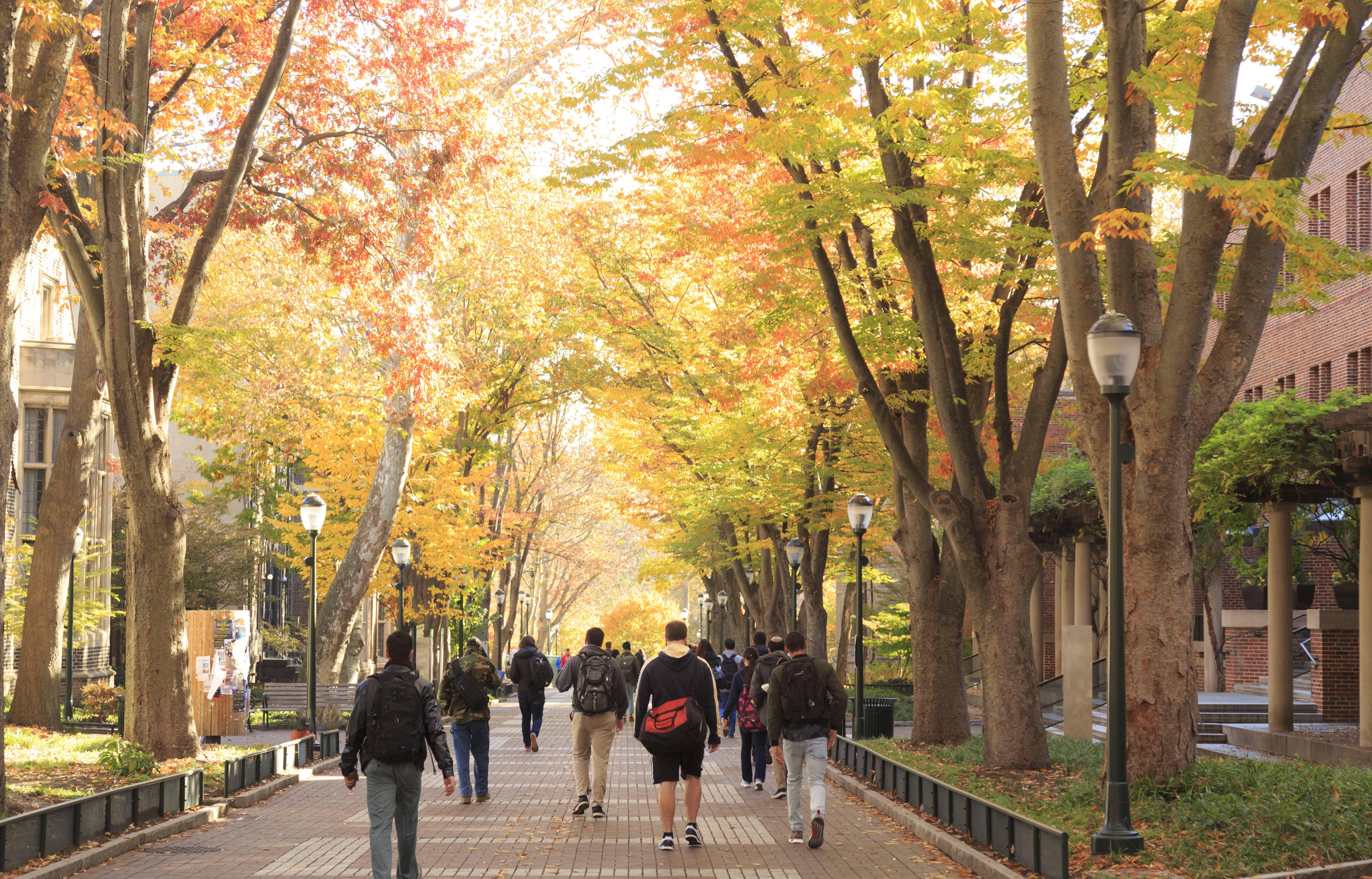 学生们走在校园里一条绿树成荫的大道上