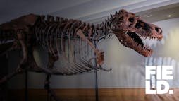 a dinosaur fossil in a museum with the Field Museum logo a dinosaur fossil in a museum with the Field Museum logo