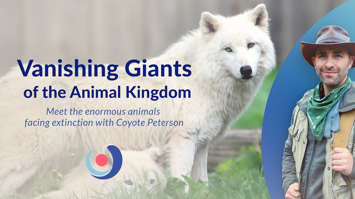 Coyote Peterson next to a white wolf Coyote Peterson next to a white wolf