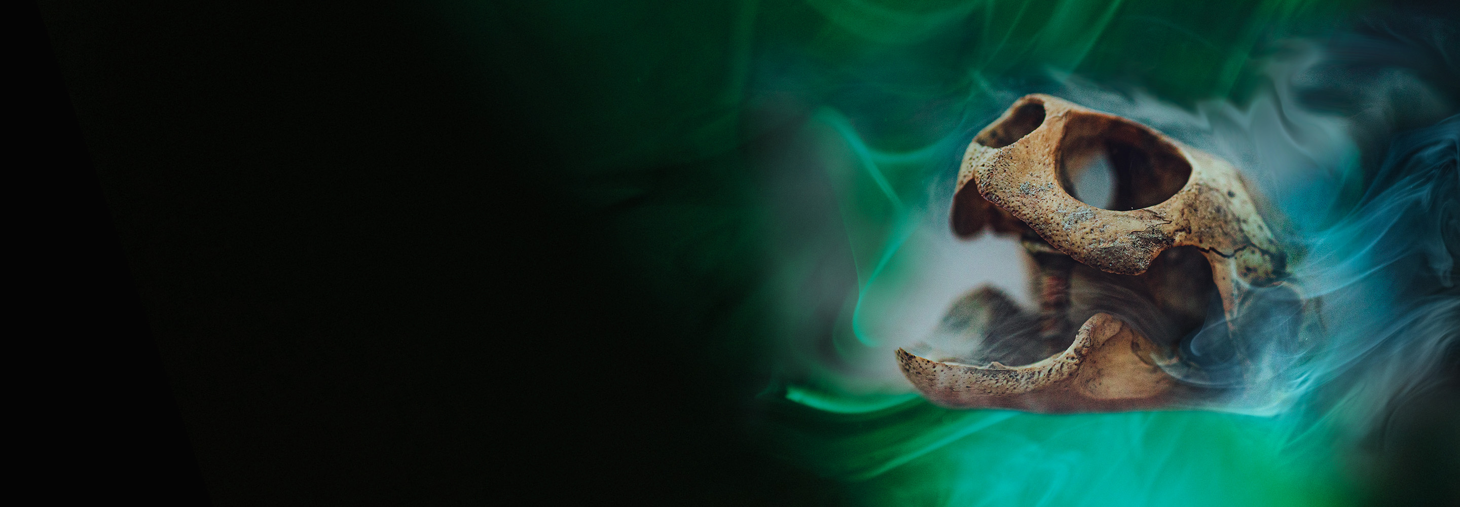 A turtle skull on a smokey green background