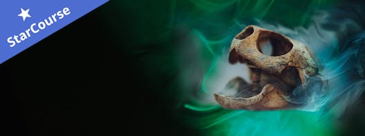 A turtle skull on a smokey green background A turtle skull on a smokey green background