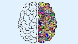 Brain Brain