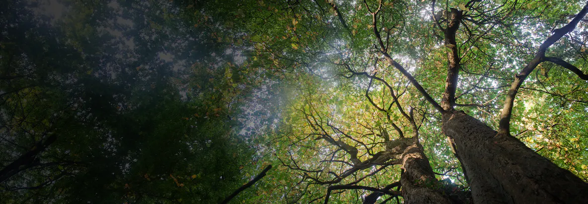 Celebrity classes by Varsity Tutors