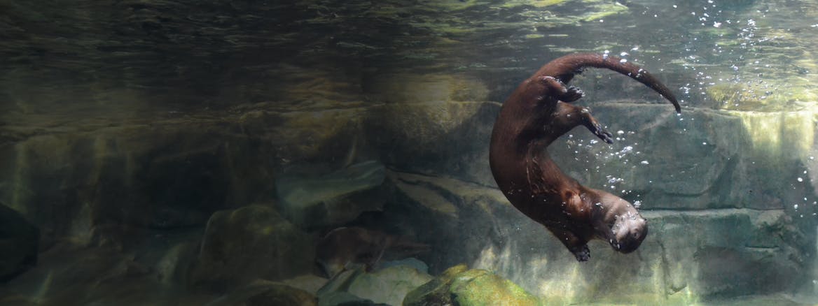 Celebrity classes by Varsity Tutors