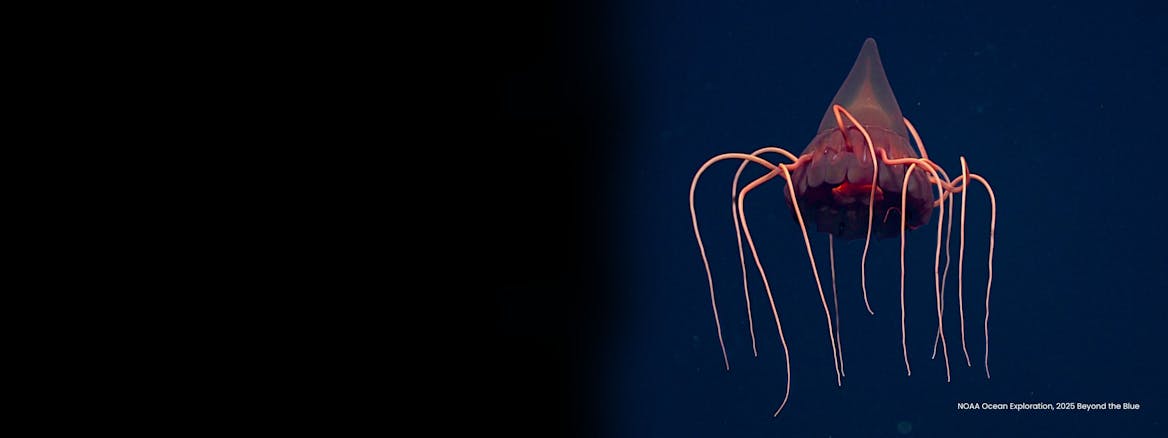 Celebrity classes by Varsity Tutors