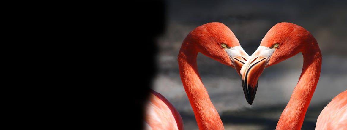 Celebrity classes by Varsity Tutors