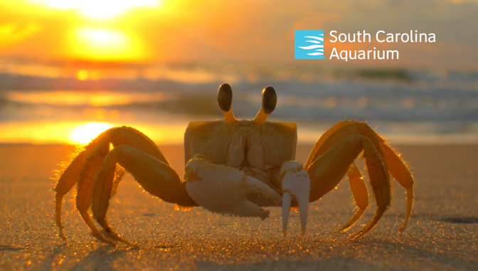 Crustacean Exploration