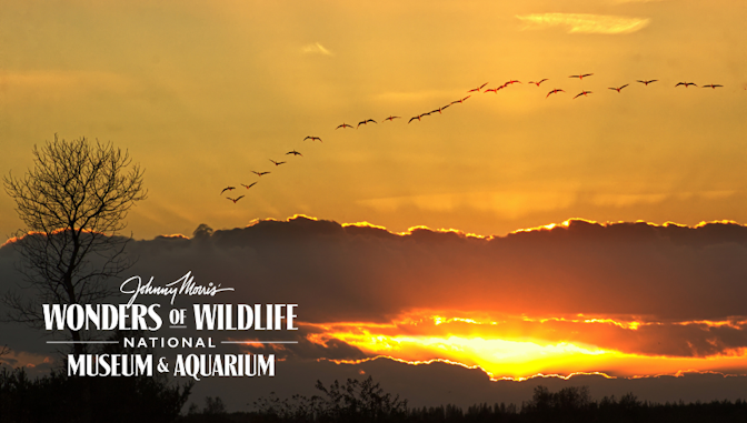 Celebrating World Bird Migratory Day