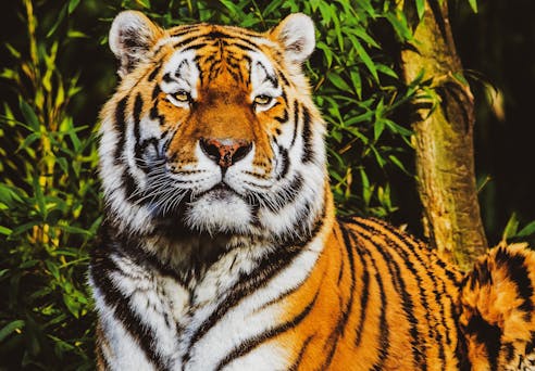 Wildlife Creature Club Wildlife Creature Club