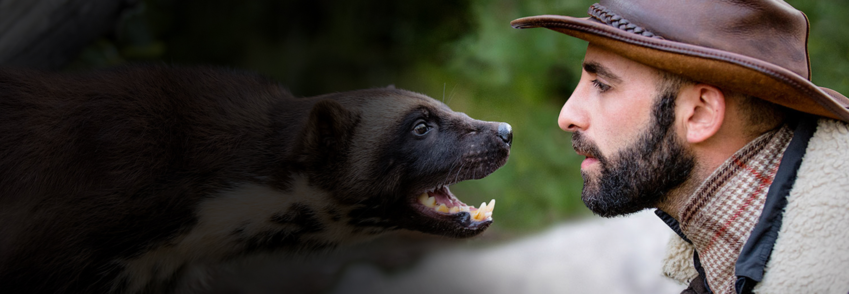 Coyote peterson and a wolverine