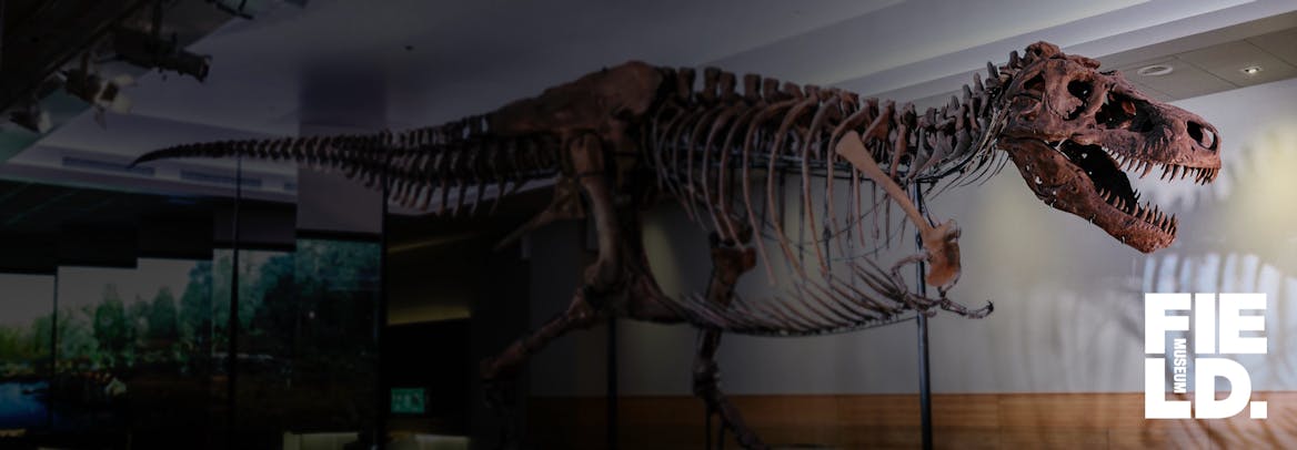 Stories Of Sue A Fantastic T Rex Fossil - t rex skeleton roblox