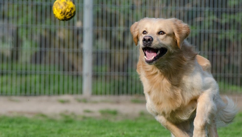 A dog chasing a ball A dog chasing a ball