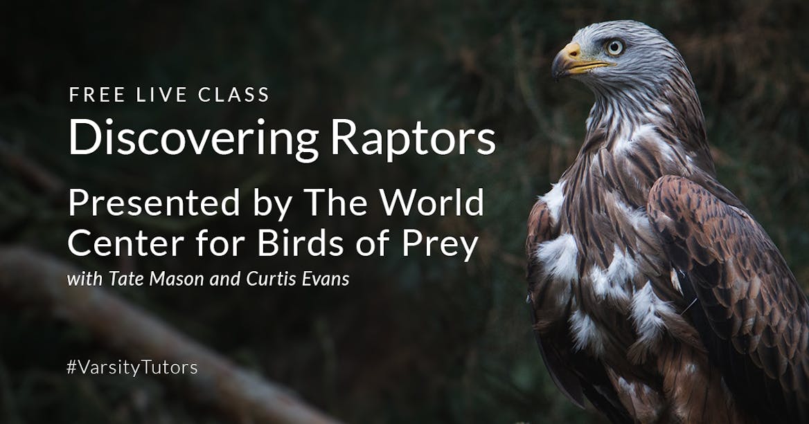 Discovering Raptors