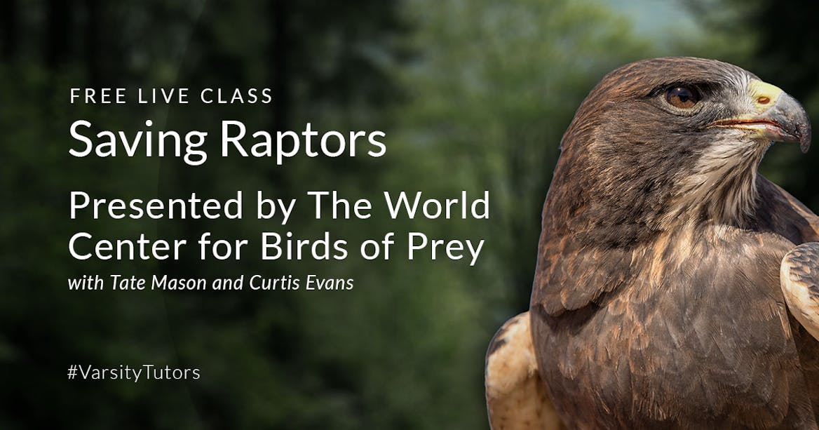 Saving Raptors - buzzard group roblox