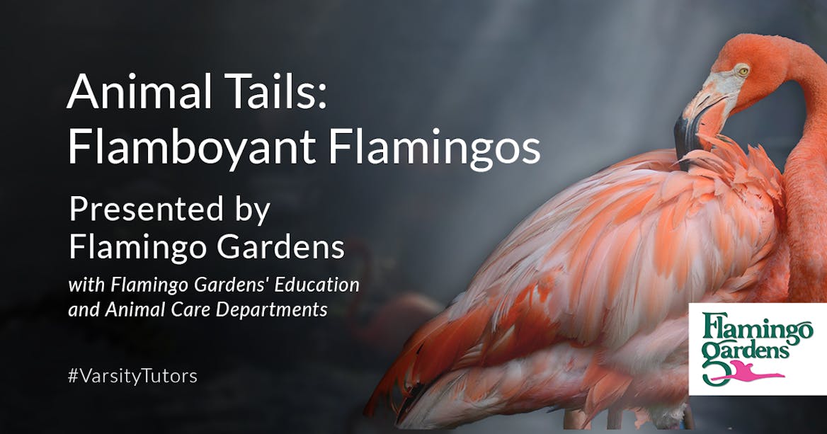 Animal Tails: Flamboyant Flamingos