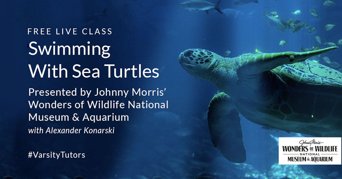 Swimming With Sea Turtles - team turtle roblox